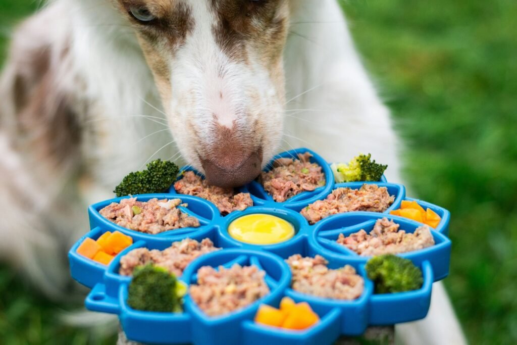 Slowfeeder for dogs, inspiration as meal for your dog