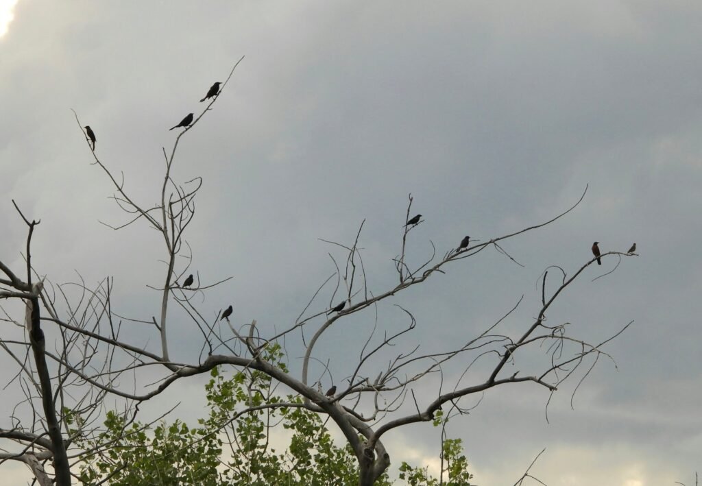 A flock of birds sitting on top of a tree