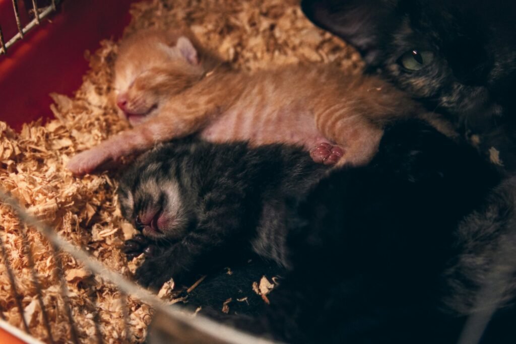 a couple of kittens are sleeping in a cage