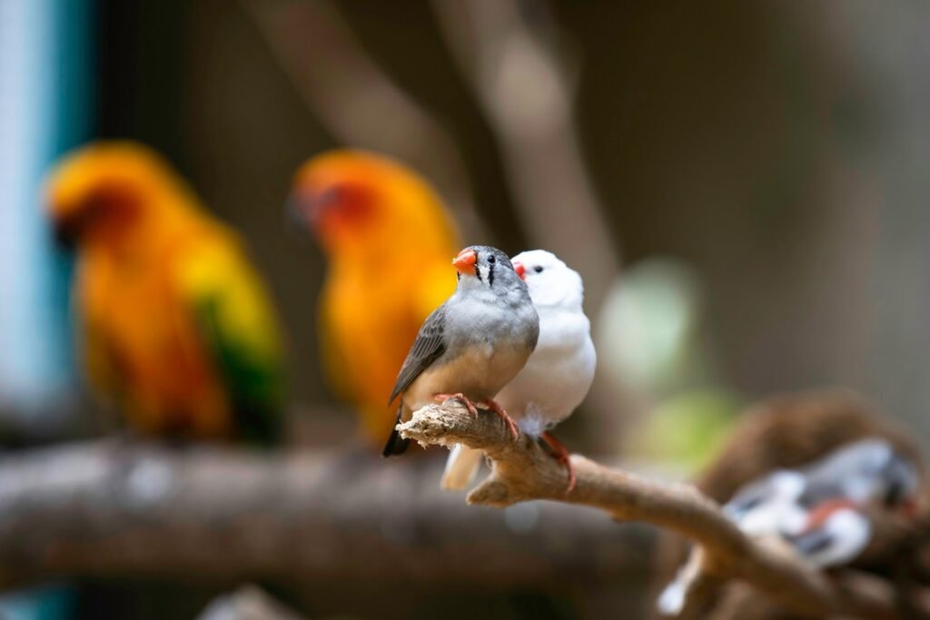 a group of birds sitting on top of a tree branch